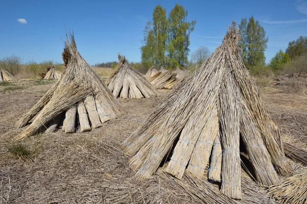 Paquetes de caña natural para secar — Foto de Stock