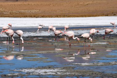 Flamingo göl üzerinde