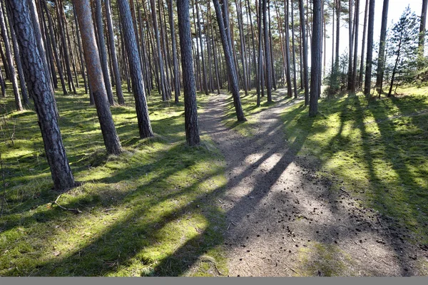 Camino en el bosque en el día de primavera —  Fotos de Stock