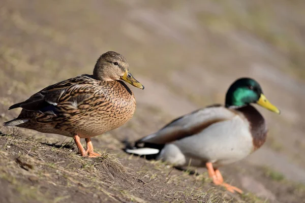 Μια κότα Mallard και Mallard Drake — Φωτογραφία Αρχείου