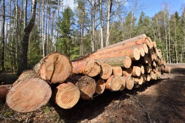 ahşap işleme sanayi