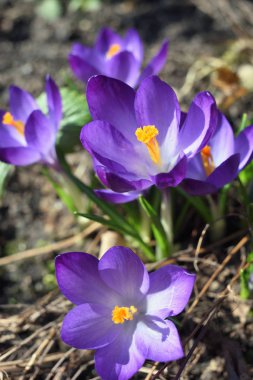 Bahar bitkisi çiçeği.