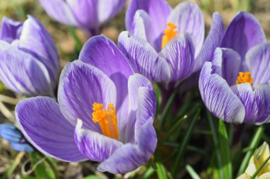 Bahar bitkisi çiçeği.