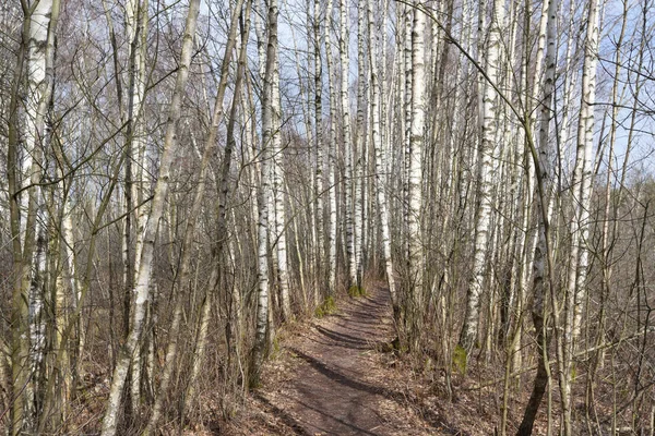 Berken bomen bos op voorjaar — Stockfoto