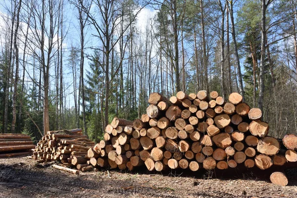 Industrie du bois — Photo