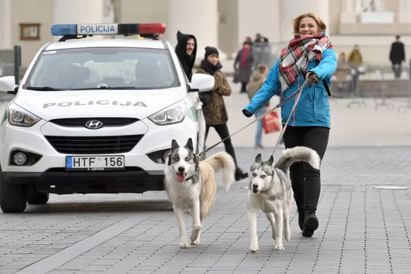 Orang-orang dengan anjing di Kota Tua Vilnius — Stok Foto