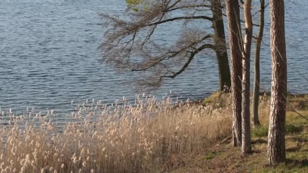 Floresta Outono Perto Margem Lago Reed Costa Lago Shore — Vídeo de Stock