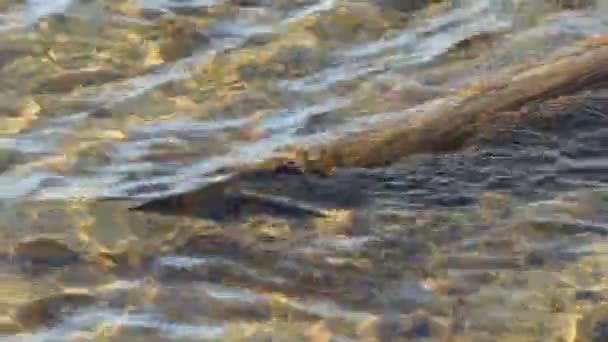 Крупним Планом Поверхню Хвилястої Води Дрібними Хвилями — стокове відео