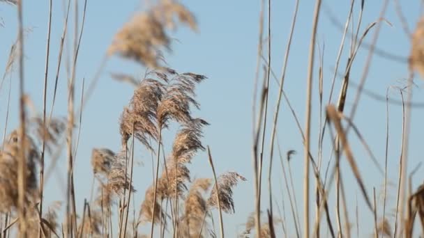 Primer Plano Juncos Secos Racimos Ventoso Día Soleado — Vídeos de Stock