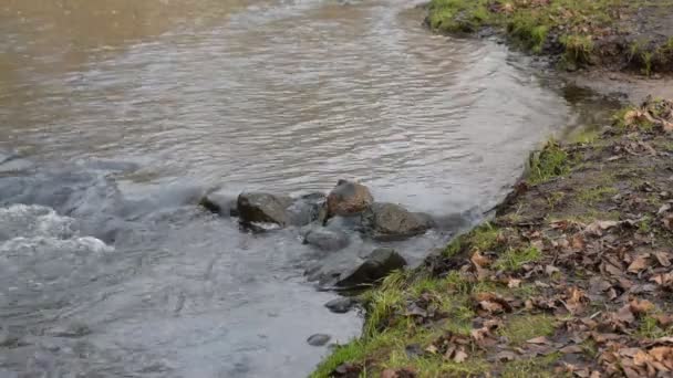 溪流在灰色的石头上流淌而下 库存录像 春天里 清澈清澈的溪水流过 又快又冷 — 图库视频影像