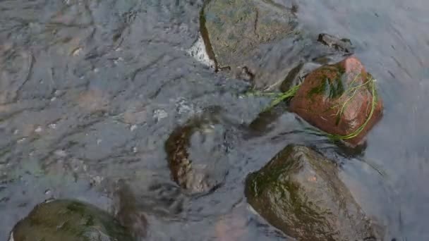 溪流在灰色的石头上流淌而下 库存录像 春天里 清澈清澈的溪水流过 又快又冷 — 图库视频影像