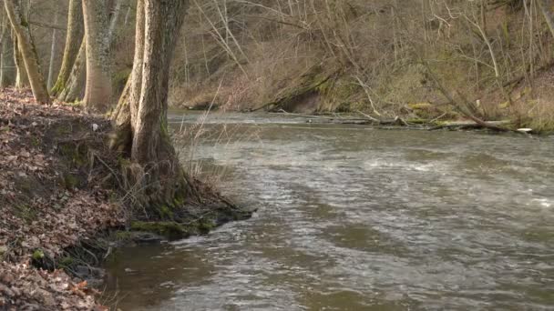 在公园里流淌的小河 库存录像 春天里 清澈清澈的溪水流过 又快又冷 — 图库视频影像