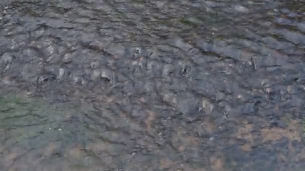 Close River Stream Flowing Grey Stones Stock Footage Fast Cold — Stock Video