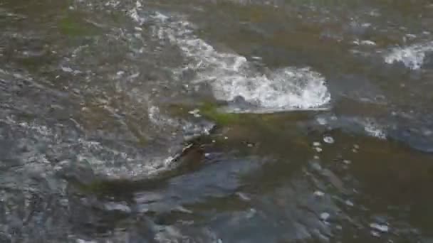 川の流れを閉じる灰色の石の上を流れる ストック映像だ 春の時間帯に澄んだ水が流れる高速かつ冷たい小川 — ストック動画