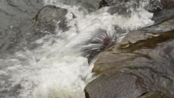 Primo Piano Del Ruscello Fluviale Che Scorre Lungo Pietre Grigie — Video Stock