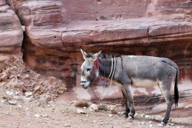 Ürdün, Wadi Musa 'daki Petra Kanyonu' nda Eşek