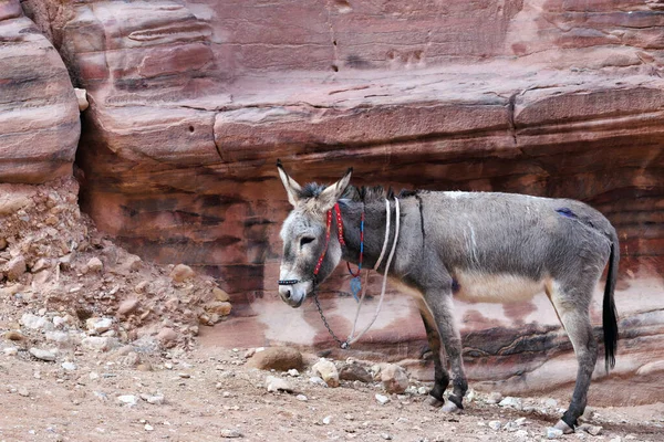 Esel Petra Canyon Wadi Musa Jordanien — Stockfoto