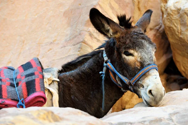 Burro Preto Perto Belo Retrato Burro — Fotografia de Stock