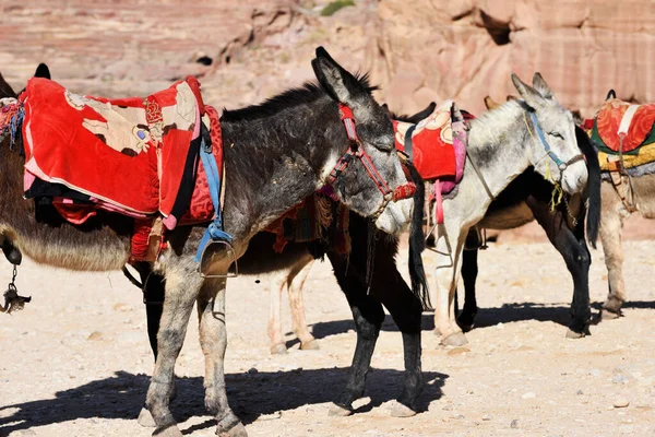 ヨルダンのワディ ムサのペトラ キャニオンで乗馬のための観光客を待っているロバ — ストック写真