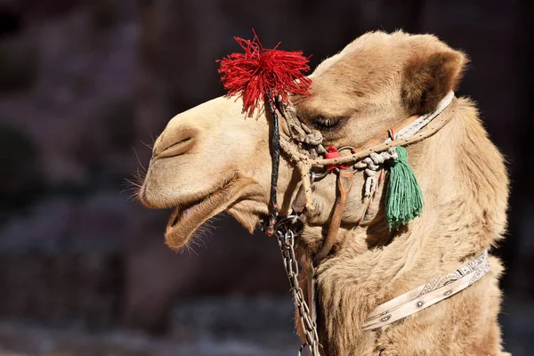 Camel Portré Petra Történelmi Régészeti Város Dél Jordániában — Stock Fotó