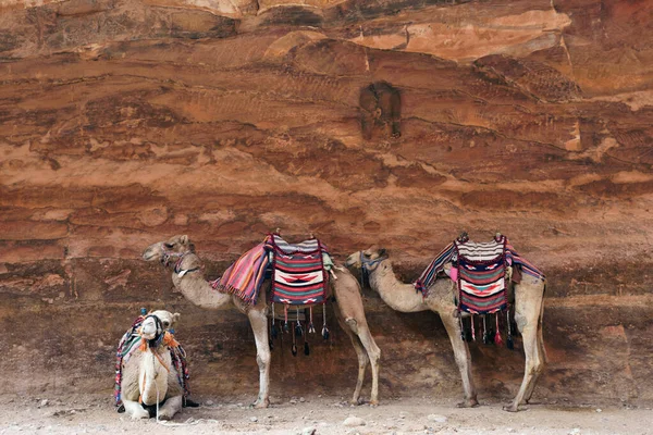 Cammelli Trasporto Turisti Intorno Alla Città Perduta Petra — Foto Stock