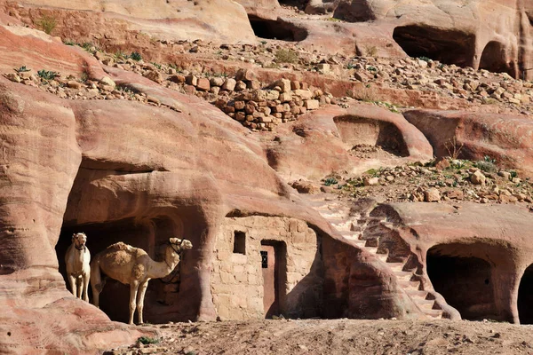 Kamele Petra Historische Und Archäologische Stadt Süden Jordaniens — Stockfoto