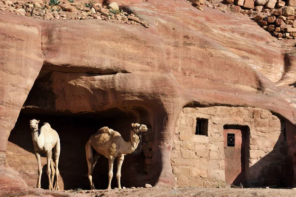 Petra Daki Develer Ürdün Güneyindeki Tarihi Arkeolojik Şehir — Stok fotoğraf