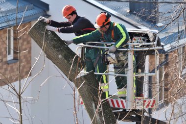 Vilnius, 25 Mart, Vilnius. 25 Mart 2020 'de Litvanya' nın Vilnius şehrinde ağaçların tepesinde çalışan miğferli işçiler.