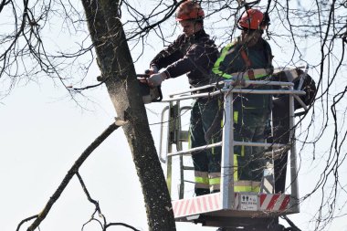 Vilnius, 25 Mart, Vilnius. 25 Mart 2020 'de Litvanya' nın Vilnius şehrinde ağaçların tepesinde çalışan miğferli işçiler.