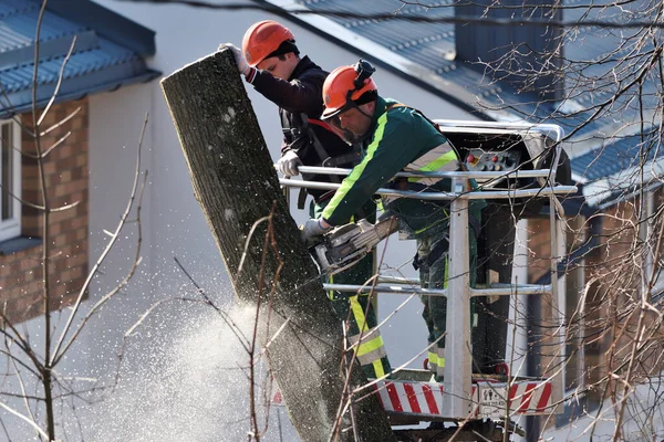 Vilnius Março Vilnius Trabalhadores Com Capacete Trabalhando Altura Nas Árvores — Fotografia de Stock