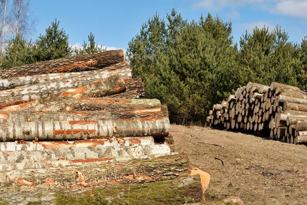 Grumes Bois Exploitation Forestière Forêt Grumes Pin Fraîchement Coupées — Photo