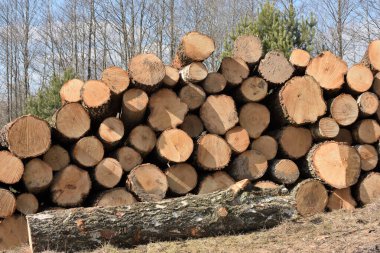 Tahta kütükler. Ormanda kereste kesiyorum. Taze kesilmiş çam ağacı kütükleri