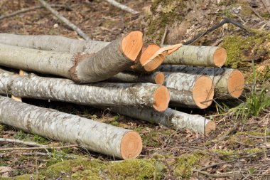 Tahta kütükler. Ormanda kereste kesiyorum. Taze kesilmiş çam ağacı kütükleri