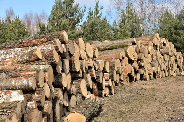 Toros Madeira Madeira Serrada Floresta Toros Pinheiros Recém Cortados — Fotografia de Stock