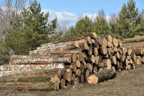 Toros Madeira Madeira Serrada Floresta Toros Pinheiros Recém Cortados — Fotografia de Stock