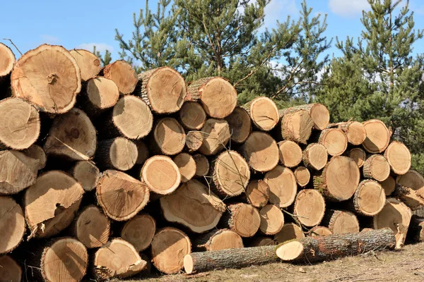 Grumes Bois Exploitation Forestière Forêt Grumes Pin Fraîchement Coupées — Photo