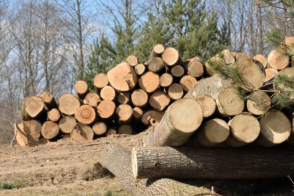 Troncos Madera Madera Aserrada Bosque Troncos Pino Recién Cortados — Foto de Stock