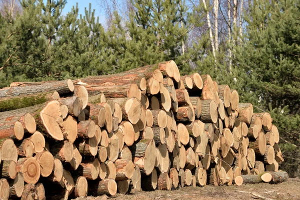 Дерев Яні Колоди Лісозаготівля Лісі Свіжозрізані Колоди Сосен — стокове фото