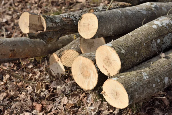 Wooden Logs Timber Logging Forest Freshly Cut Pine Tree Logs — Stock Photo, Image