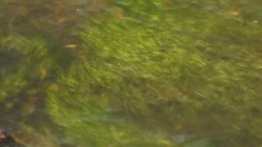 Su nehri geçmişi. Taze, şeffaf dağ nehri suyundaki taşları ve otları kapatın. Yukarıdan bak. Doğa Akıntısı Sığ Nehir