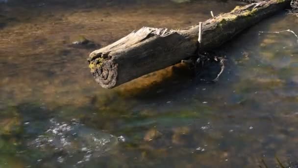 Water Rivier Achtergrond Close Van Stenen Gras Zuiver Fris Transparant — Stockvideo