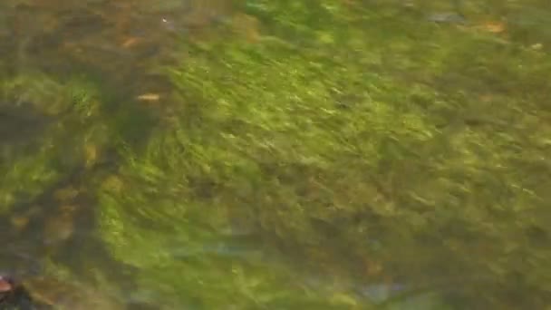 川の背景 純粋な新鮮な透明な山の川の水で石や草の閉じるまで 上からの眺め 自然流流浅い川 — ストック動画