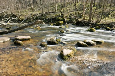 Hızlı dağ nehri ormanda kayaların ve yosunlu taşların arasında akar. Güzel dağlık doğa, orman dağı manzarası..