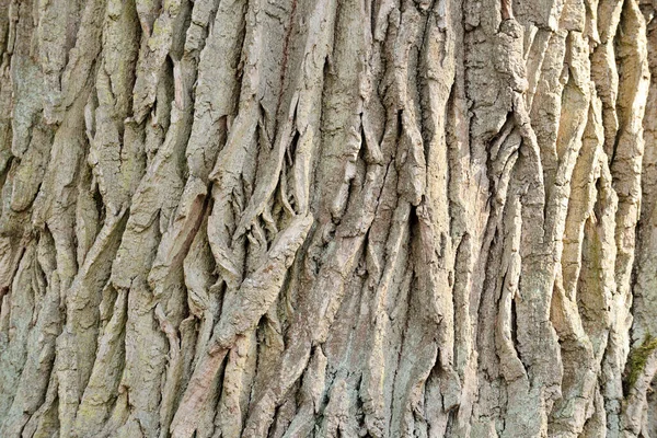 Embossed Texture Bark Oak Tree Bark Tree Close Old Bark — Stock Photo, Image