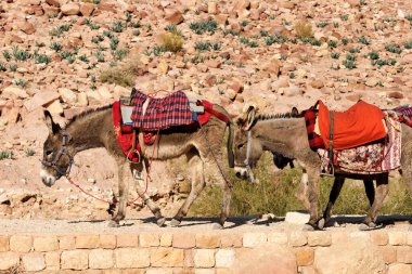 Ürdün, Wadi Musa 'daki Petra Kanyonu' nda turist bekleyen eşekler.