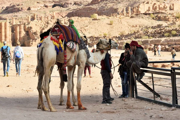 Petra Jordania Febrero 2020 Guías Beduinos Árabes Con Camellos Antigua — Foto de Stock