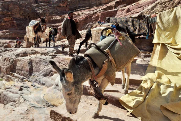 Petra Giordania Febbraio 2020 Guida Beduina Araba Cavallo Nell Antica — Foto Stock