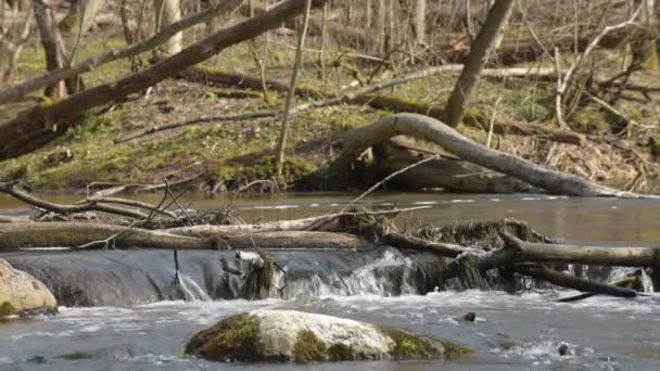 水流到石头上的小河的近岸处 库存录像 春天里 清澈清澈的溪水流过 又快又冷 — 图库视频影像