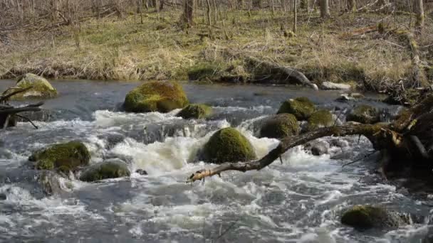 Close River Stream Flowing Stones Stock Footage Fast Cold Brook — Stock Video