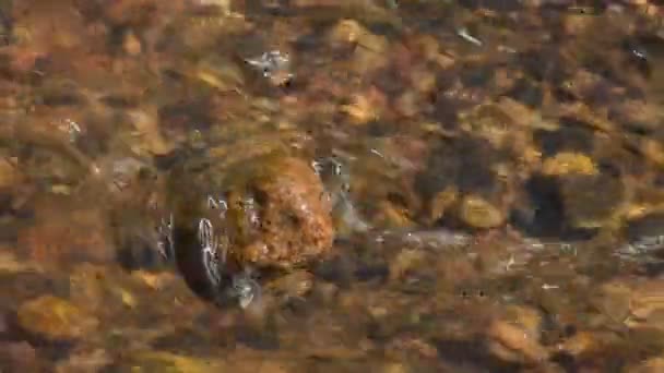 Folyami Kövek Vagy Kavicsok Folyó Partján Víz Alatt — Stock videók